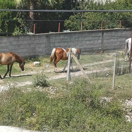 Villa Likaj Berat Buitenkant foto
