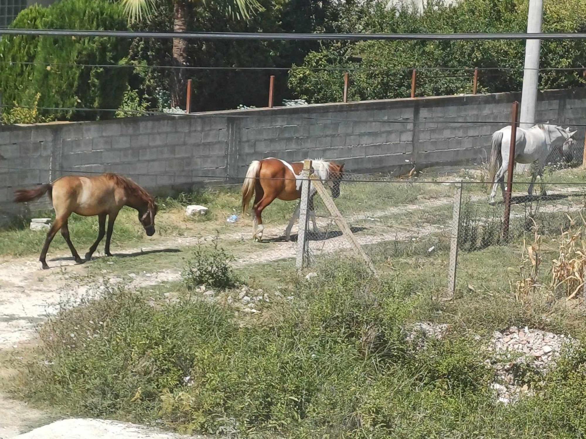 Villa Likaj Berat Buitenkant foto